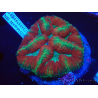WYSIWYG Lobophyllia(Skeleton 3 cm)