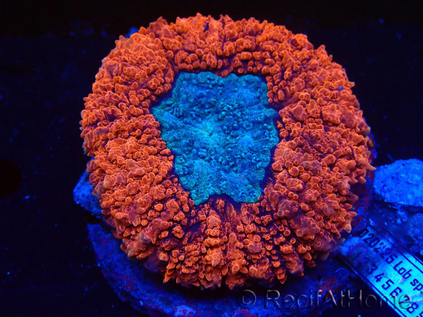 WYSIWYG Lobophyllia(Skeleton 3 cm)