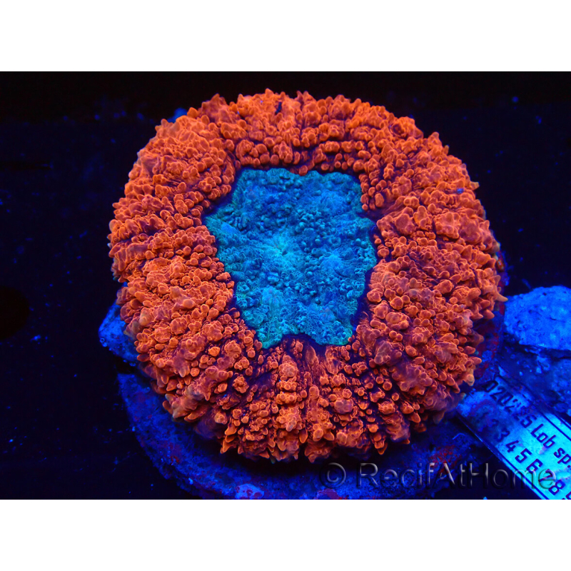 WYSIWYG Lobophyllia sp 4 (Skeleton 3 cm)