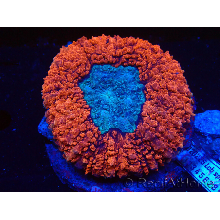 WYSIWYG Lobophyllia(Skeleton 3 cm)