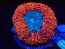 WYSIWYG Lobophyllia(Skeleton 3 cm)