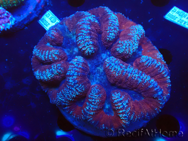 WYSIWYG Lobophyllia (Skeleton 6 cm)