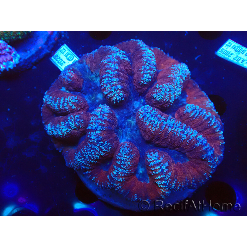 WYSIWYG Lobophyllia sp 5 (Skeleton 6 cm)