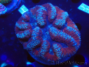WYSIWYG Lobophyllia (Skeleton 6 cm)
