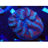 WYSIWYG Lobophyllia sp 5 (Skeleton 6 cm)