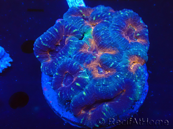 WYSIWYG Lobophyllia(Skeleton 4 cm)