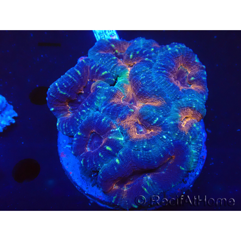 WYSIWYG Lobophyllia(Skeleton 4 cm)