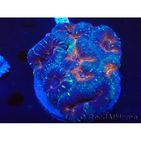 WYSIWYG Lobophyllia(Skeleton 4 cm)