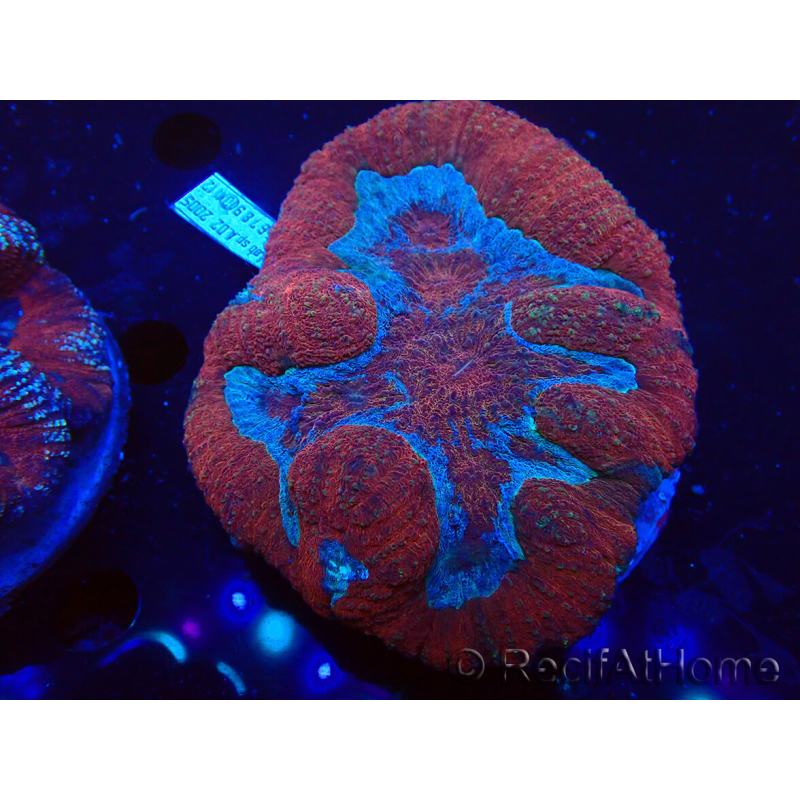 WYSIWYG Lobophyllia (Skeleton 5 cm)