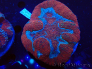 WYSIWYG Lobophyllia (Skeleton 5 cm)