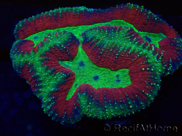 WYSIWYG Lobophyllia (Skeleton 5 cm)