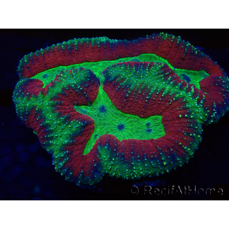 WYSIWYG Lobophyllia (Skeleton 5 cm)