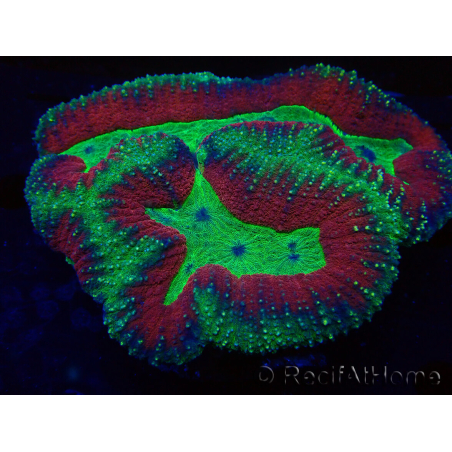 WYSIWYG Lobophyllia sp 8 (Skeleton 5 cm)