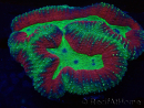 WYSIWYG Lobophyllia (Skeleton 5 cm)