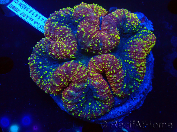 WYSIWYG Lobophyllia (Skeleton 3 cm)