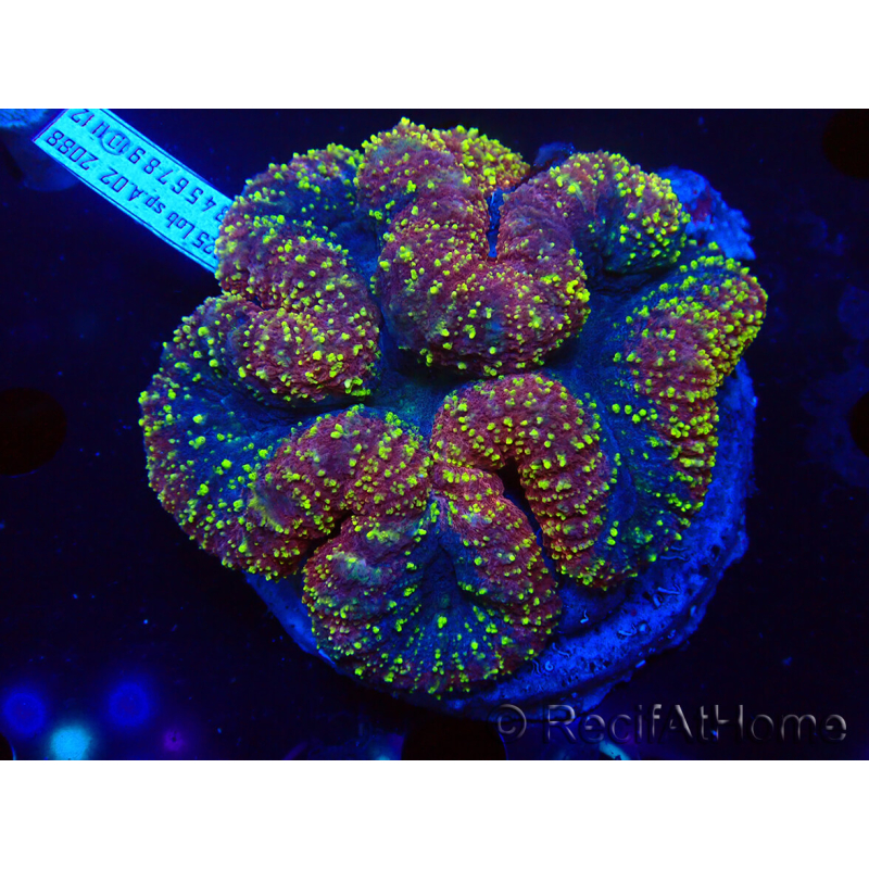 WYSIWYG Lobophyllia (Skeleton 3 cm)