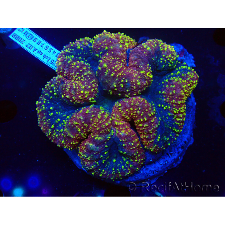 WYSIWYG Lobophyllia (Skeleton 3 cm)