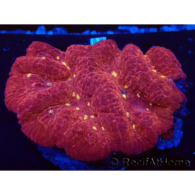 WYSIWYG Lobophyllia(Skeleton 6.5 cm)