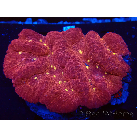 WYSIWYG Lobophyllia(Skeleton 6.5 cm)