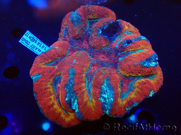 WYSIWYG Lobophyllia sp 39 (Skeleton 6.5 cm)