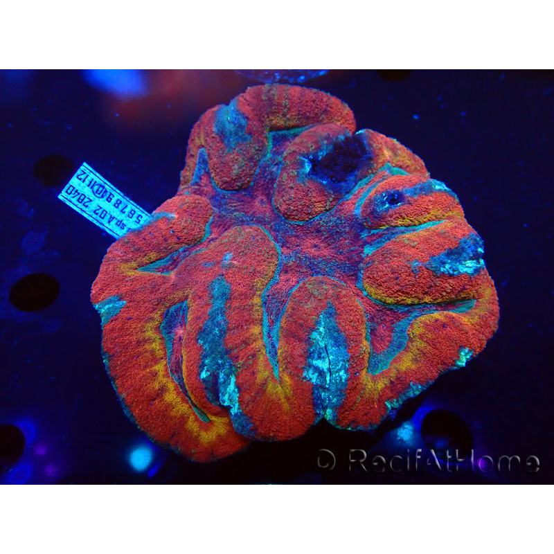 WYSIWYG Lobophyllia sp 39 (Skeleton 6.5 cm)