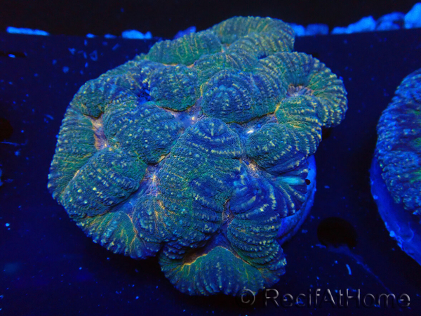 WYSIWYG Lobophyllia 4 cm)