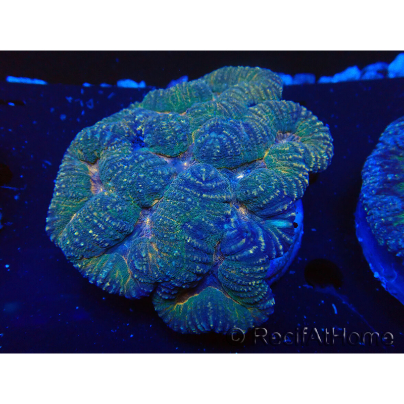 WYSIWYG Lobophyllia sp 13 (Skeleton 5 cm)