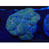 WYSIWYG Lobophyllia sp 13 (Skeleton 5 cm)