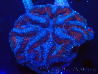 WYSIWYG Lobophyllia sp 16 (Skeleton 5 cm)