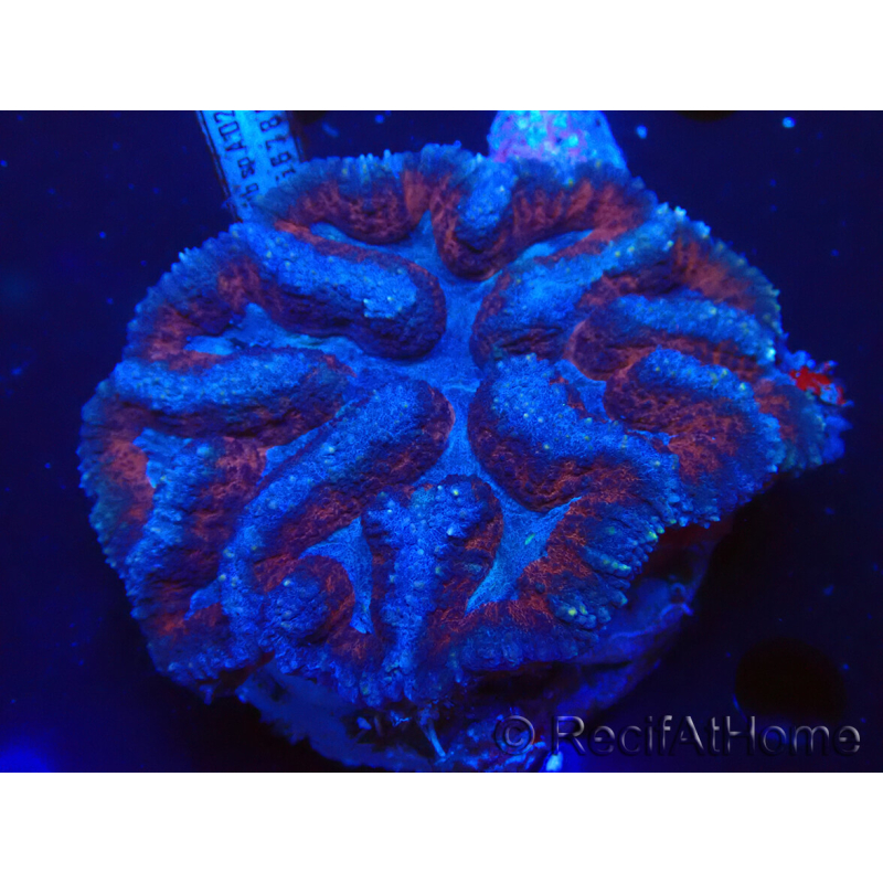 WYSIWYG - Lobophyllia (9 cm)