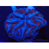 WYSIWYG - Lobophyllia (9 cm)
