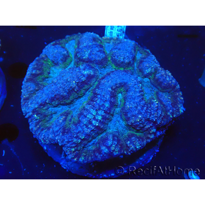 WYSIWYG - Lobophyllia (8 cm)