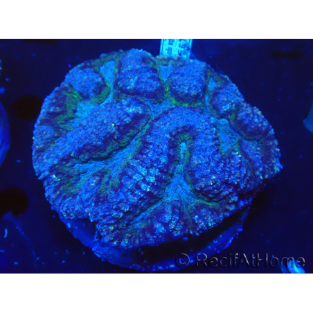 WYSIWYG - Lobophyllia (8 cm)
