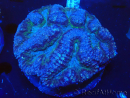 WYSIWYG - Lobophyllia (8 cm)