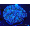 WYSIWYG - Lobophyllia (8 cm)