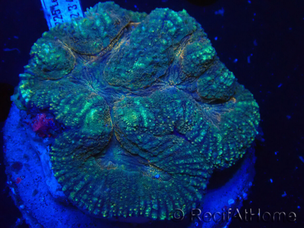 WYSIWYG - Lobophyllia sp XL 43 (9 cm)