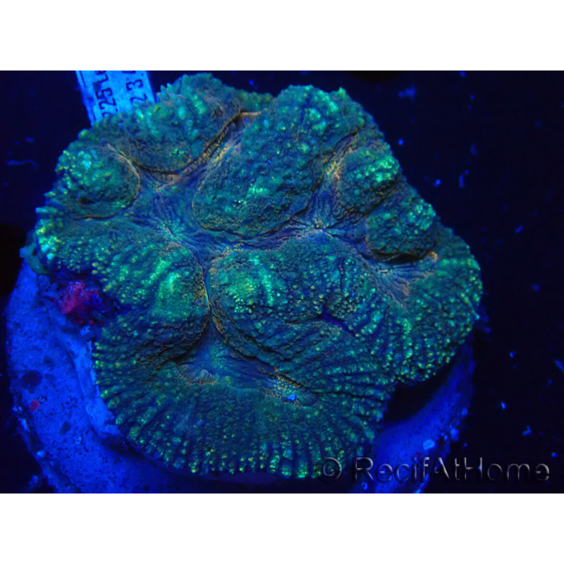 WYSIWYG - Lobophyllia sp XL 43 (9 cm)