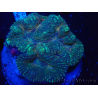 WYSIWYG - Lobophyllia sp XL 43 (9 cm)