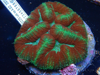 WYSIWYG Lobophyllia(Skeleton 3 cm)