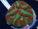 WYSIWYG Lobophyllia(Skeleton 3 cm)