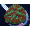 WYSIWYG Lobophyllia(Skeleton 3 cm)
