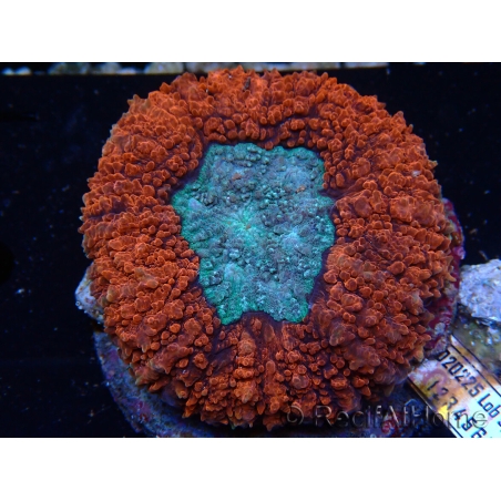 WYSIWYG Lobophyllia(Skeleton 3 cm)