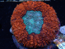 WYSIWYG Lobophyllia(Skeleton 3 cm)