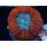 WYSIWYG Lobophyllia sp 4 (Skeleton 3 cm)