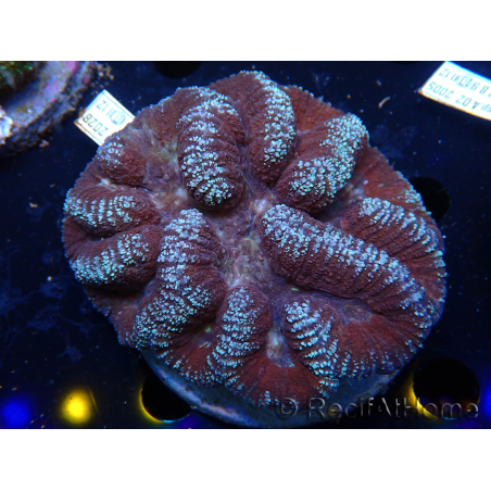 WYSIWYG Lobophyllia sp 5 (Skeleton 6 cm)