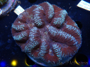 WYSIWYG Lobophyllia (Skeleton 6 cm)