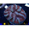 WYSIWYG Lobophyllia sp 5 (Skeleton 6 cm)
