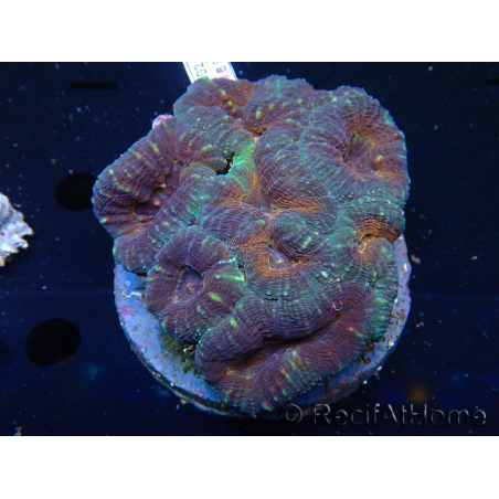 WYSIWYG Lobophyllia(Skeleton 4 cm)