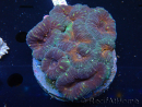 WYSIWYG Lobophyllia(Skeleton 4 cm)