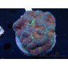 WYSIWYG Lobophyllia(Skeleton 4 cm)